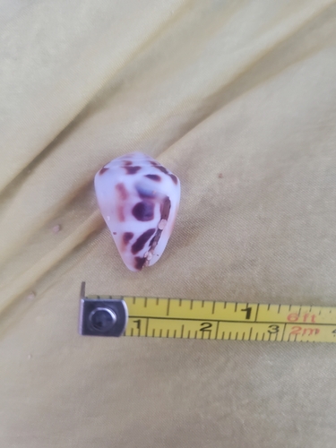 Conus ebraeus observed 2024-11-12