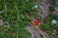 Asparagus densiflorus