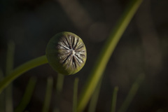 Euryops speciosissimus