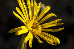Euryops speciosissimus