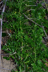 Asparagus densiflorus