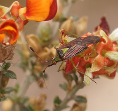 Pseudopantilius australis