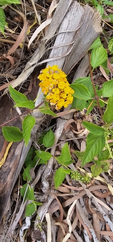 Lantana depressa