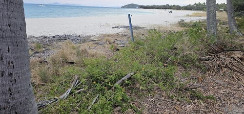 Lantana depressa