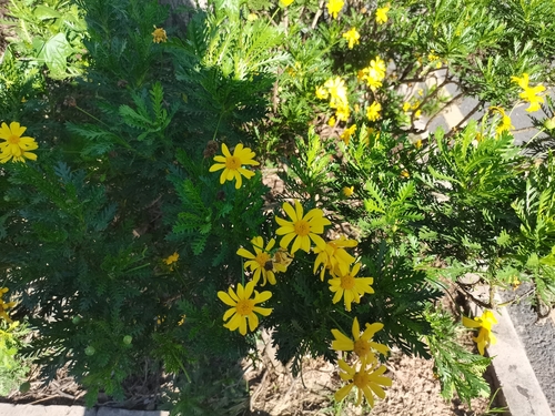 Paris Daisy