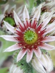 Sempervivum tectorum