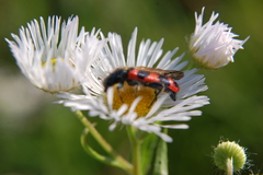 Trichodes alvearius