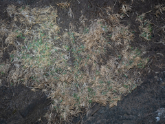 Distichlis distichophylla