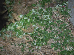 Tetragonia implexicoma