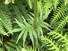 Valeriana officinalis sambucifolia