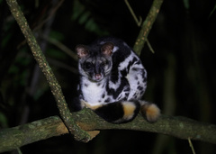 Banded Linsang photo 4