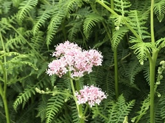 Valeriana officinalis sambucifolia