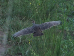 Pternistis icterorhynchus
