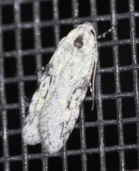 Stenoptena icmaea