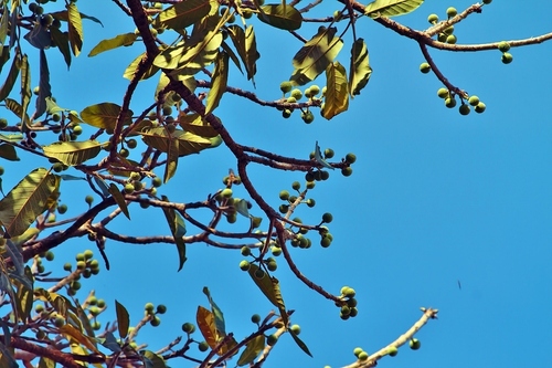 Ficus bussei, photograph 4