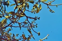 Ficus bussei, photograph (c) i_c_riddell, some rights reserved (CC BY)