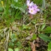 Primula scandinavica - Photo (c) John Magne Grindeland, μερικά δικαιώματα διατηρούνται (CC BY-NC), uploaded by John Magne Grindeland
