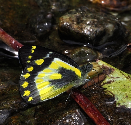 Delias geraldina
