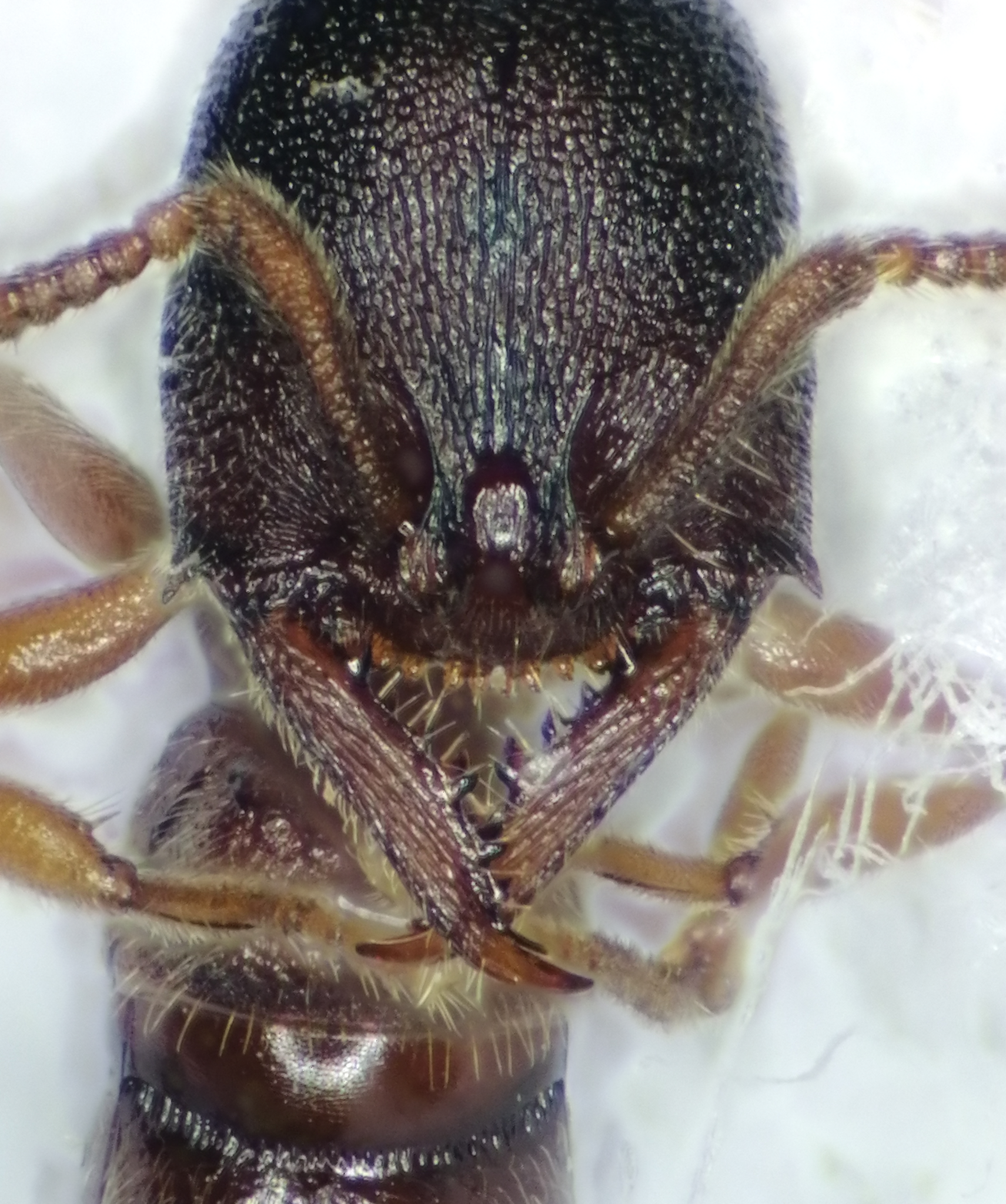 Stigmatomma awa
