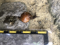 Macrochlamys hippocastaneum