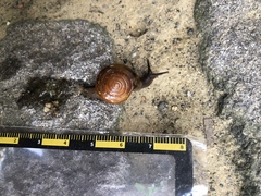 Macrochlamys hippocastaneum