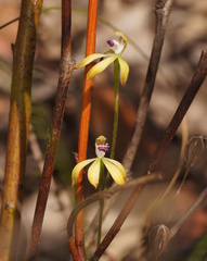 Caladenia hildae