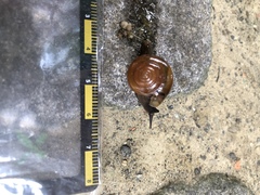 Macrochlamys hippocastaneum