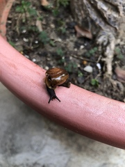 Macrochlamys hippocastaneum