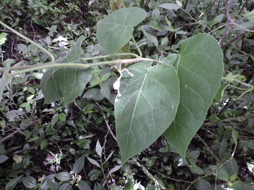 Solanum corymbiflorum, photograph 6
