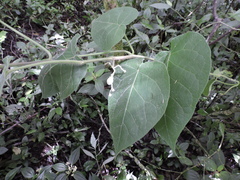 Solanum corymbiflorum, photograph (c) Fabrício Mil Homens Riella, some rights reserved (CC BY)