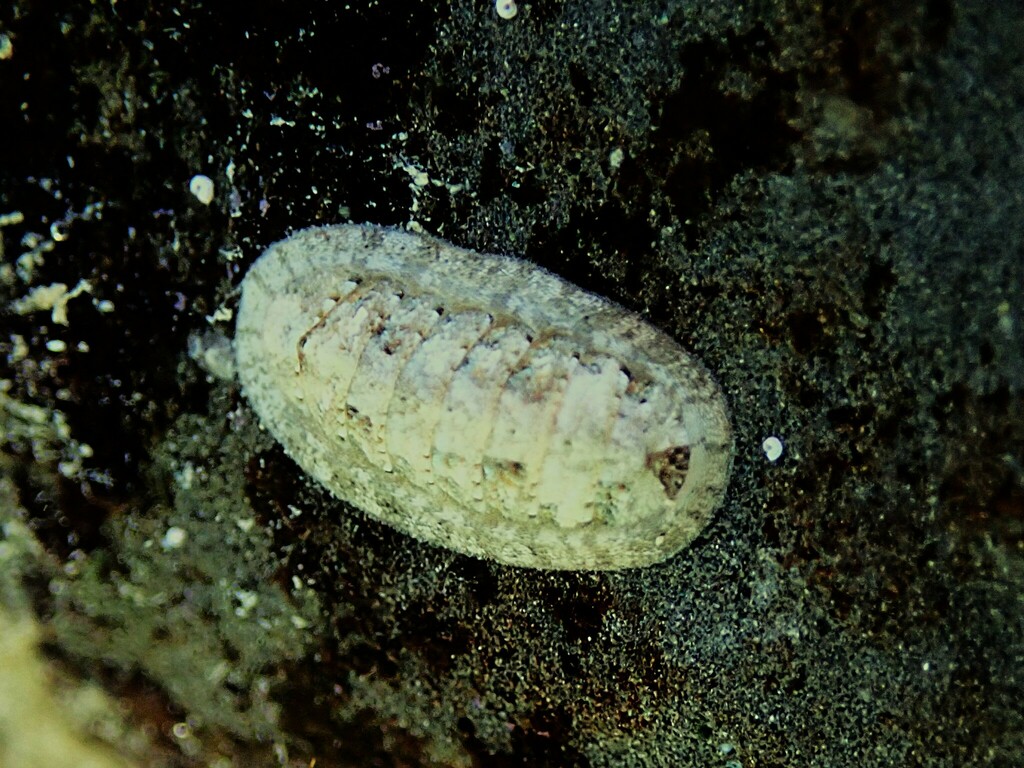 Ischnochiton acomphus
