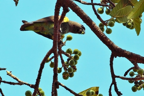 Ficus bussei, photograph 5