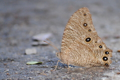 Melanitis leda