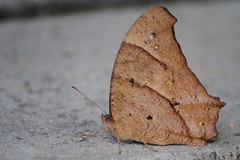 Melanitis leda