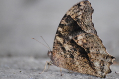 Melanitis leda