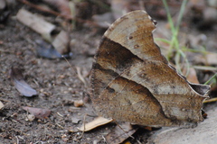 Melanitis leda