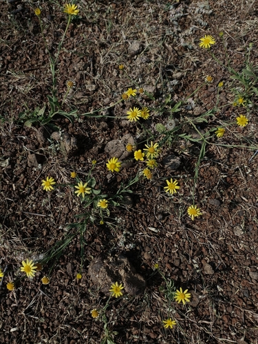 Pulicaria wightiana (Pulicaria wightiana)