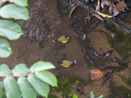 Black-capped Bulbul (Rubigula melanictera), photo 9