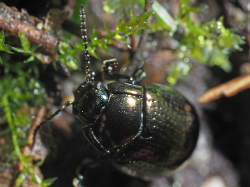 cow parsley leaf beetle