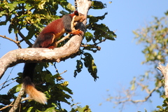 Ratufa indica