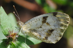 Colotis aurora