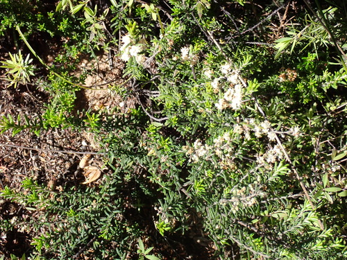 Image of Pomaderris amoena by (c) Benjamin Lavin, some rights reserved (CC BY)