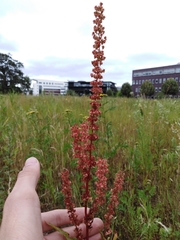Rumex × acutus