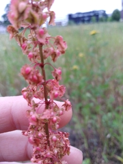 Rumex × acutus