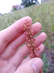 Rumex × acutus
