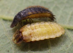 Lamprohiza splendidula