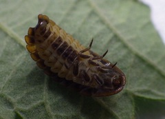 Lamprohiza splendidula