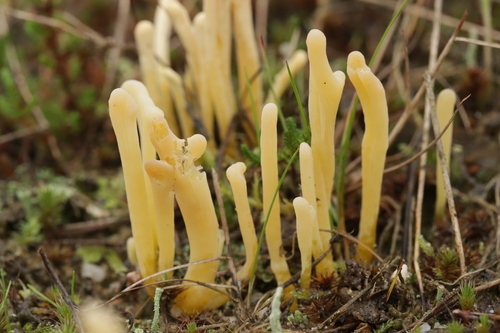 Clavaria argillacea Pers.