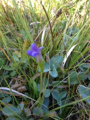 Gentianopsis simplex