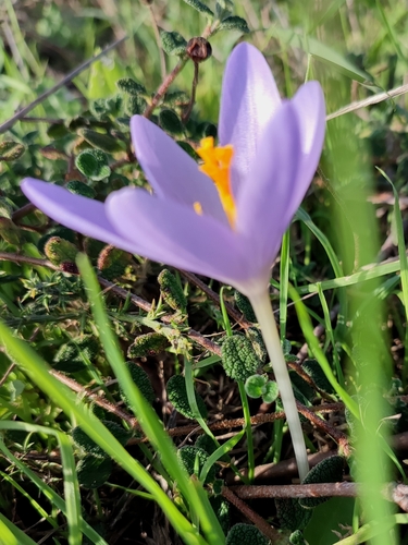 Crocus clusii
